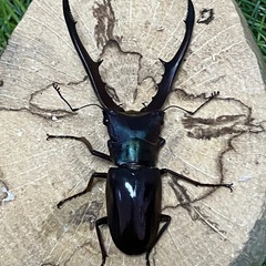 終了【パープル】メタリフェルホソアカクワガタ　♂単品の画像