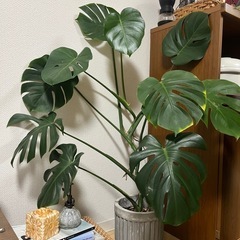 モンステラ　観葉植物の画像