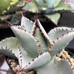 ドラゴントゥース　親株の画像