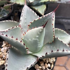 ドラゴントゥース　親株の画像