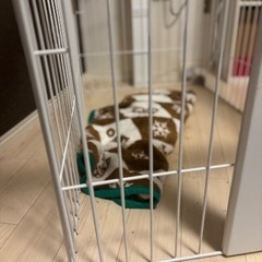 ペットサークルの画像