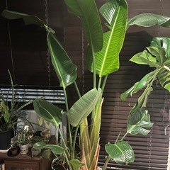 観葉植物🌴ストレチア