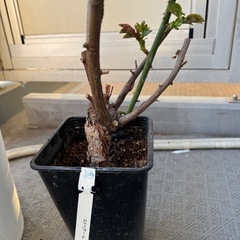 エドゥアール マネ 大苗