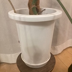 モンステラ
の画像