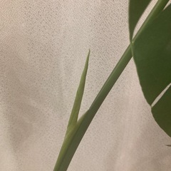 モンステラ
の画像