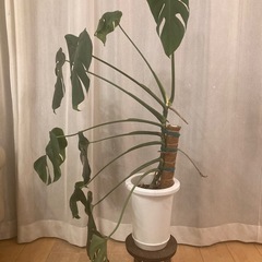 モンステラ
の画像