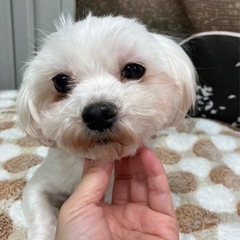 マルチーズ（チロちゃん）
