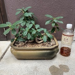 取引中ガジュマル/植物