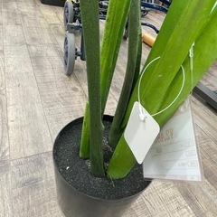 ニトリ トラベラーズパームの画像