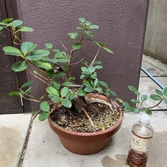 ガジュマル/植物