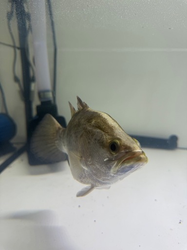 熱帯魚　バラマンディ　　