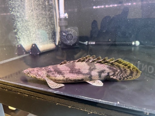 熱帯魚　エンドリケリー
