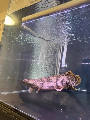 熱帯魚　エンドリケリー
