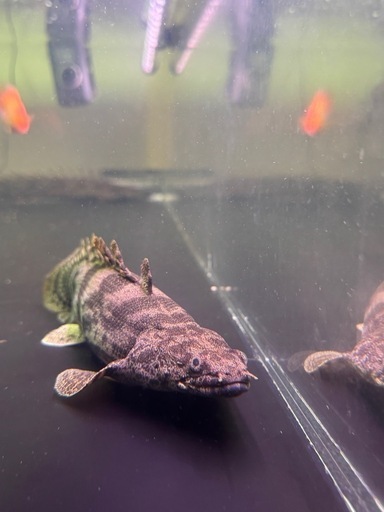 熱帯魚　エンドリケリー