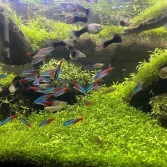 大好評　アクアリウム　グッピー　10匹　元気ですよ。　 の画像
