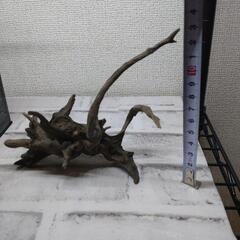【取引中】アクアリウム流木の画像