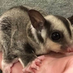 フクロモモンガ ノーマル リューシベビー