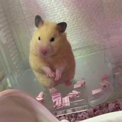 ［相談中］キンクマ メス