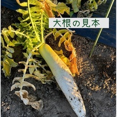 大根と小さめ白菜1個、合わせて100円