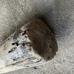 横槌　藁たたき　レトロ　古道具の画像