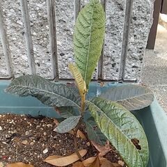 美味しかったビワの苗、１つあります。