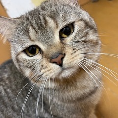 🆘ブリーダー崩壊の為のレスキューです