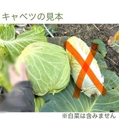 キャベツ1個と大根1本、合わせて300円