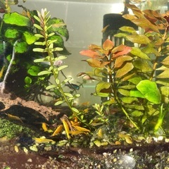 Yellow shrimp. イエローシュリンプの画像