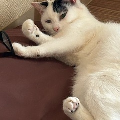 猫の必需品等を譲ってください！