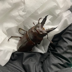 ババオウゴンオニクワガタ　♂♀♀