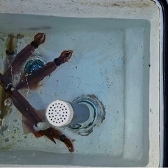 平日　船釣りメンバー募集中🎣🦑🐟（プレジャーボート） − 神奈川県