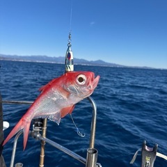 平日　船釣りメンバー募集中🎣🦑🐟（プレジャーボート） - 平塚市