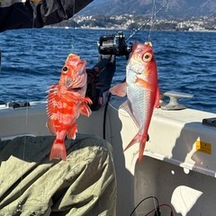 平日　船釣りメンバー募集中🎣🦑🐟（プレジャーボート） - 友達