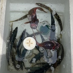 平日　船釣りメンバー募集中🎣🦑🐟（プレジャーボート） - メンバー募集