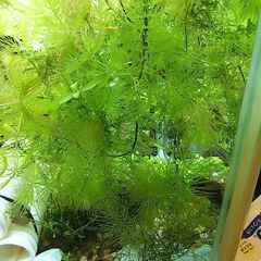 水草 マツモ27