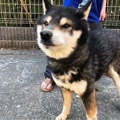 柴犬　里親募集！