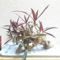 枯れ木のムラサキオモトの画像