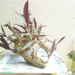 枯れ木のムラサキオモトの画像