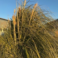パンパスグラス　白いススキ　ススキの画像