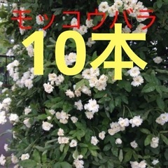 モッコウバラ挿し穂10本