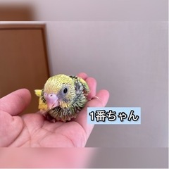 <里親募集>セキセイインコの雛
