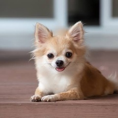チワワ好きな方🐶♡