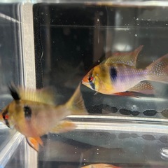 産卵中ラミレジィ🐟1ペア‼️
の画像