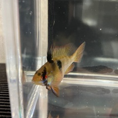 産卵中ラミレジィ🐟1ペア‼️
