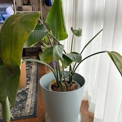 観葉植物　オーガスタ　取りに来てくださる方