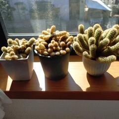 🌵サボテン好きな方