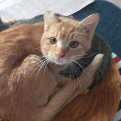 【保護猫】茶トラ子猫の里親さん募集しています‼️仮名ちゃぶ男の子 - 里親募集