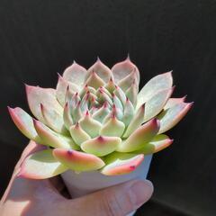 桃太郎 エケベリア