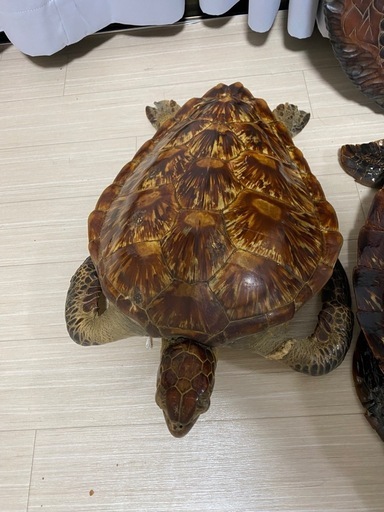 剥製セット販売のみ　 鹿一頭、亀三匹　千葉県松戸市