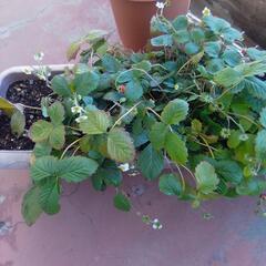 ワイルドストロベリー🍓鉢ごと